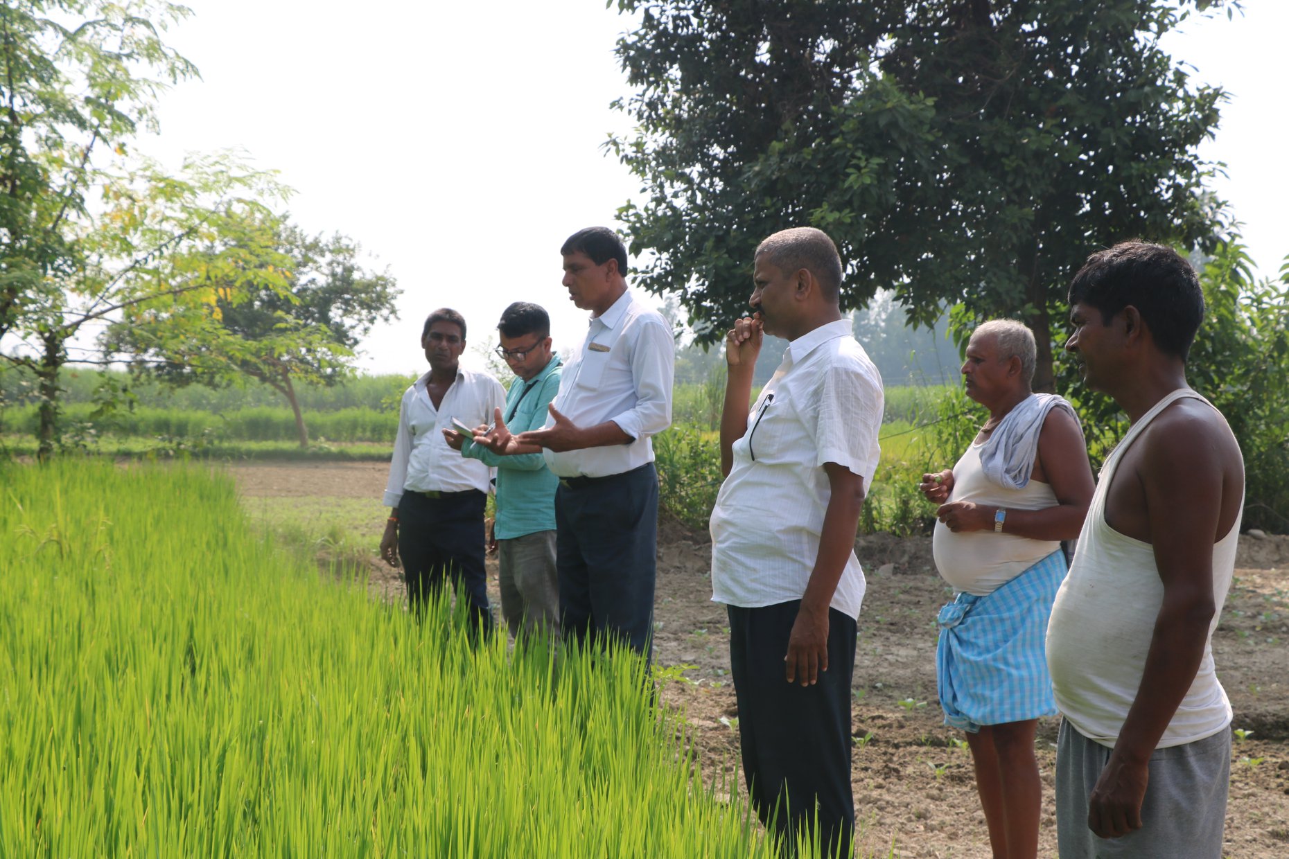 National Rice Research Program- NRRP | Janakpur