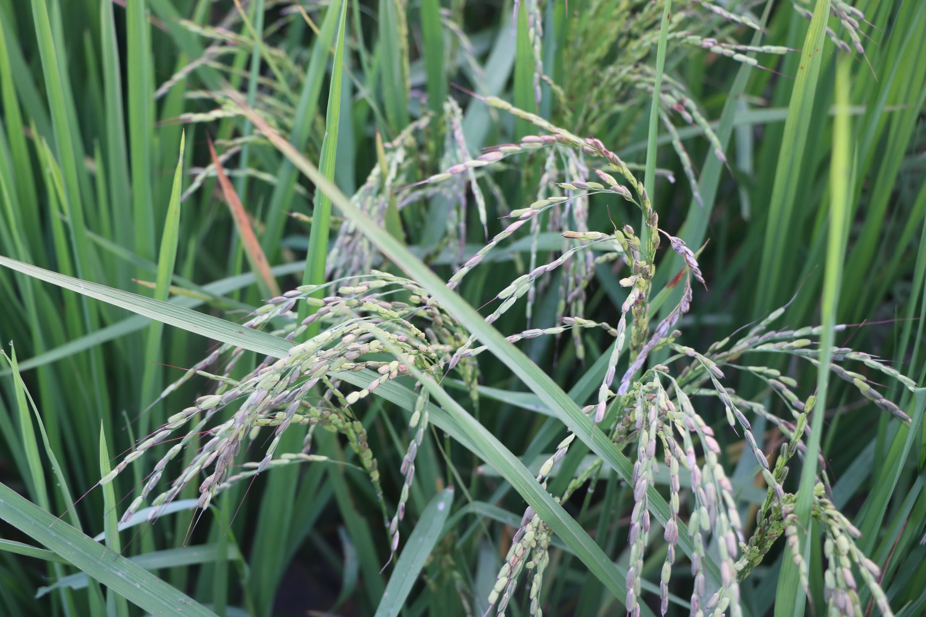 National Rice Research Program- NRRP | Janakpur