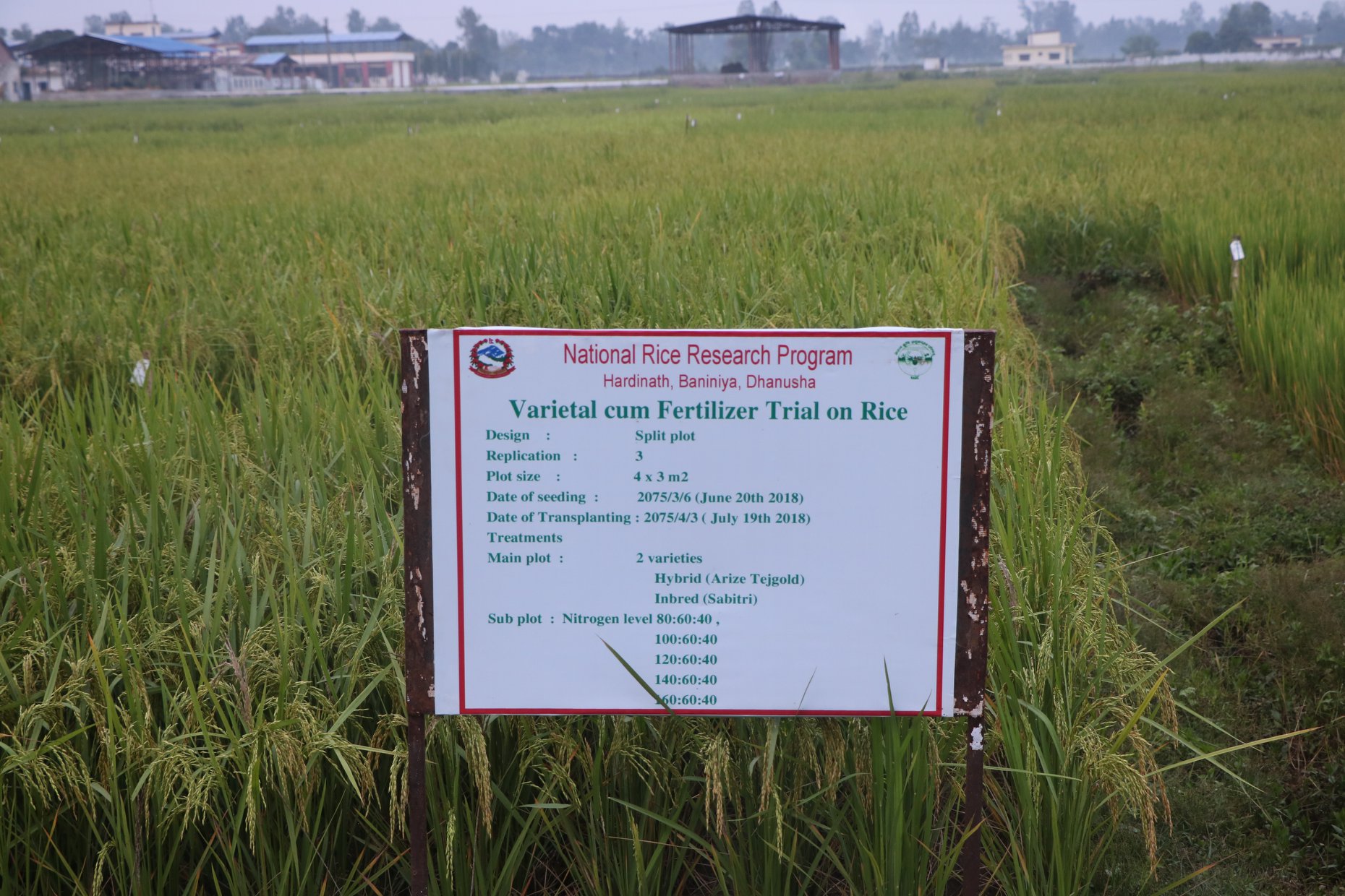 National Rice Research Program- NRRP | Janakpur