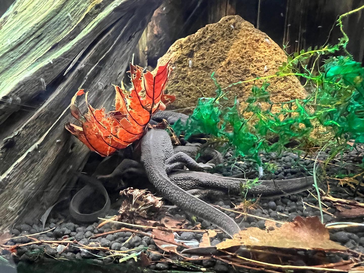 イモリの塊 #アカハライモリ #井守 #カワセミ水族館 #イモリ - アクアマリンいなわしろカワセミ水族館