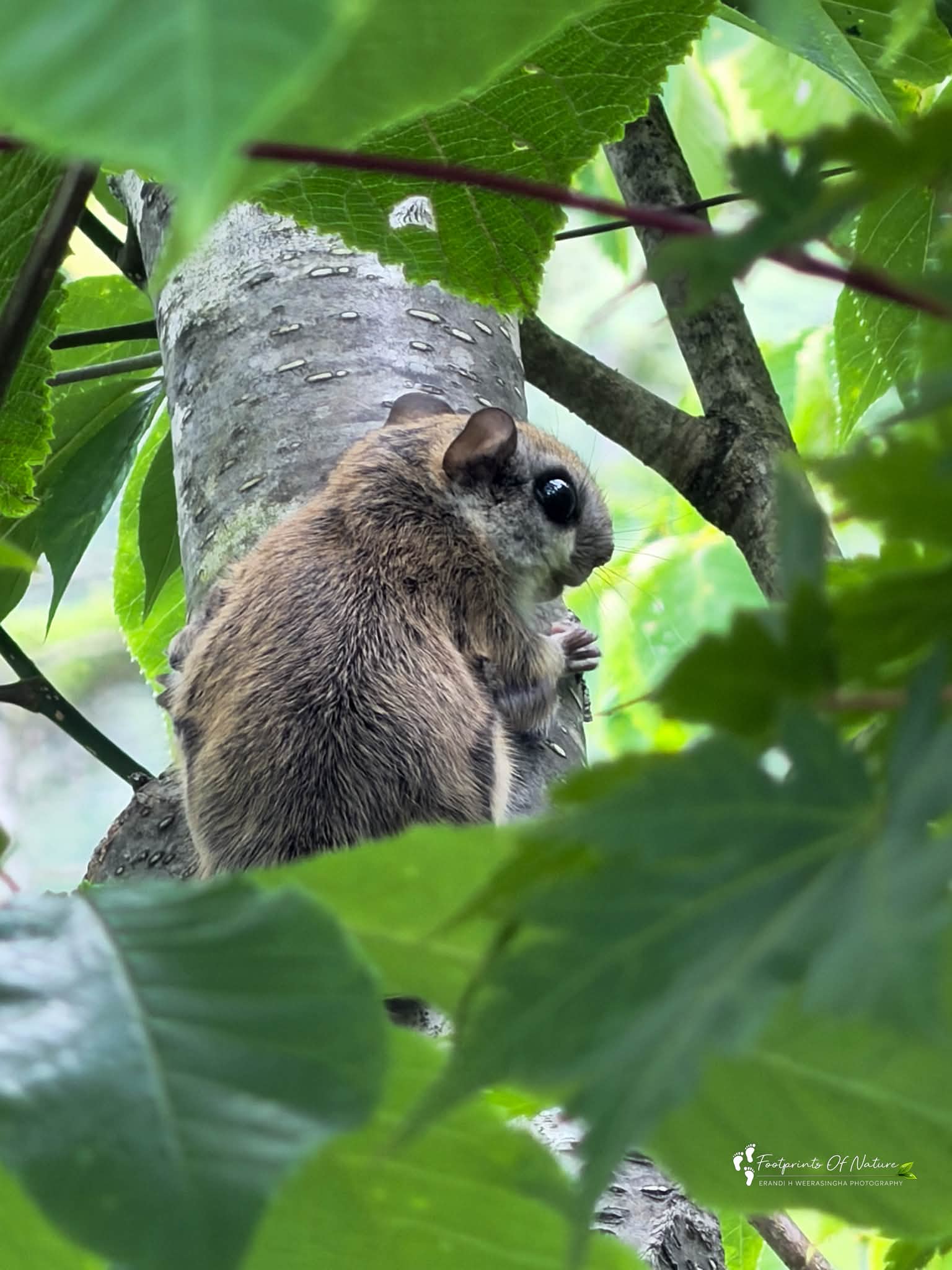 Rare encounter with Japanese flying squirrel on Mt. Hotaka hike