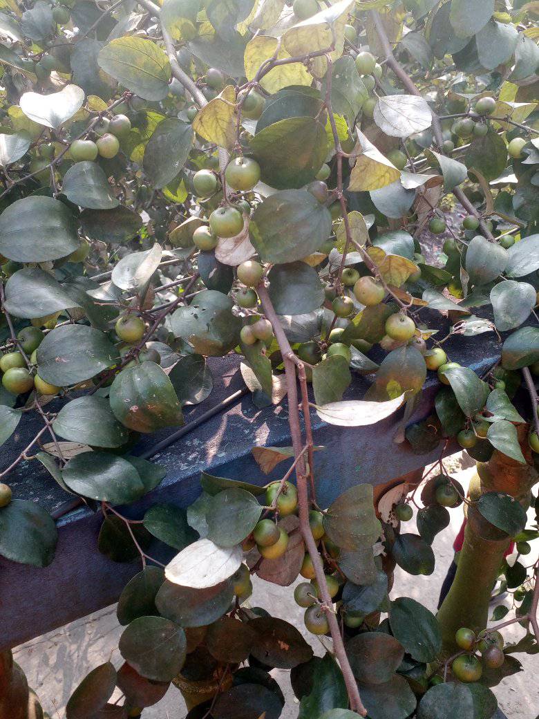 নুপুর সরদার