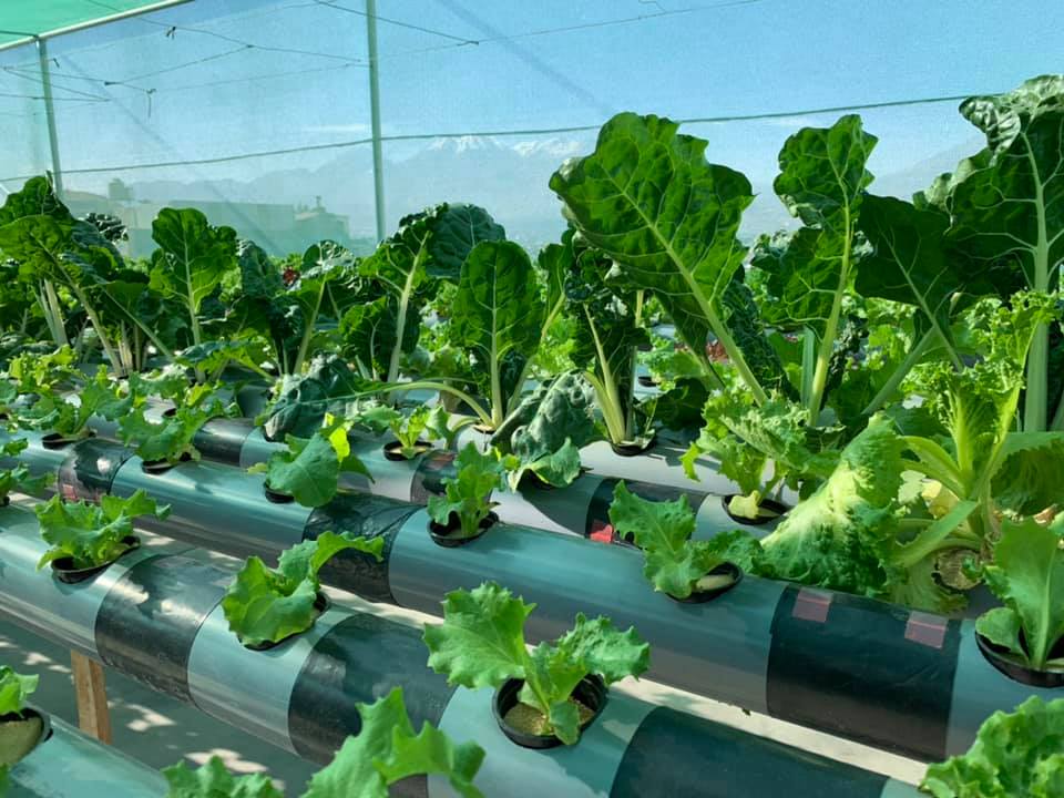 BioHydroponics
