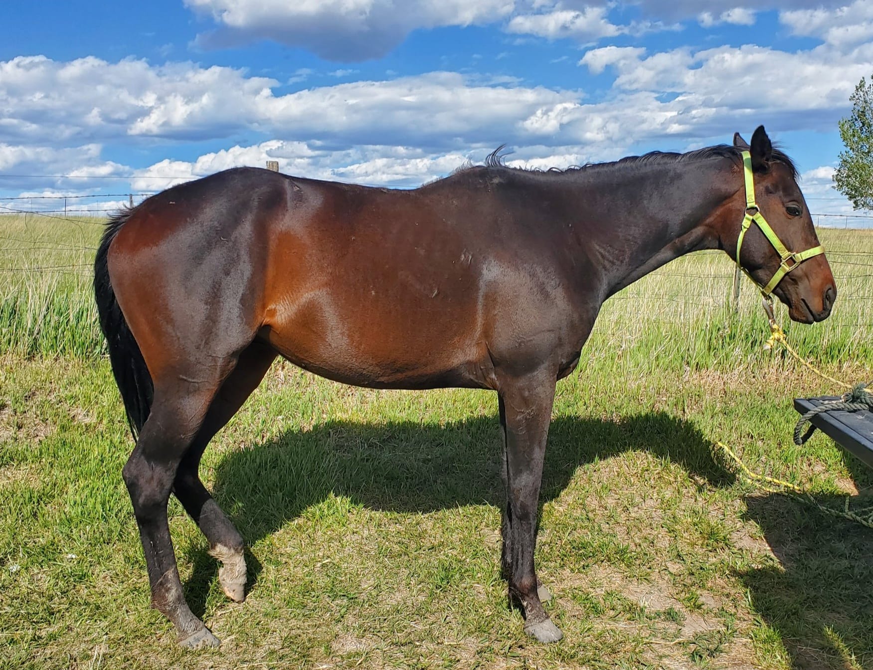 Tiggy 🩷 CABRIO Z x WUP Tiggy is a full up 16.3 Iron grey mare. 5