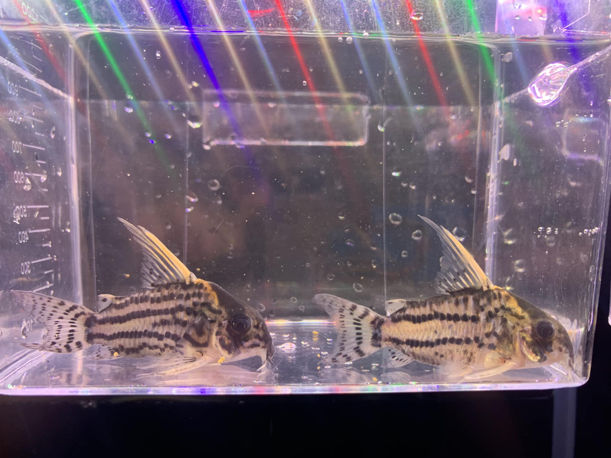 魚意 - 哩批比以往批次都要更高質🥰 可揀喔😆 #cw028 #超級舒瓦茲鼠 Whatsapp群：...