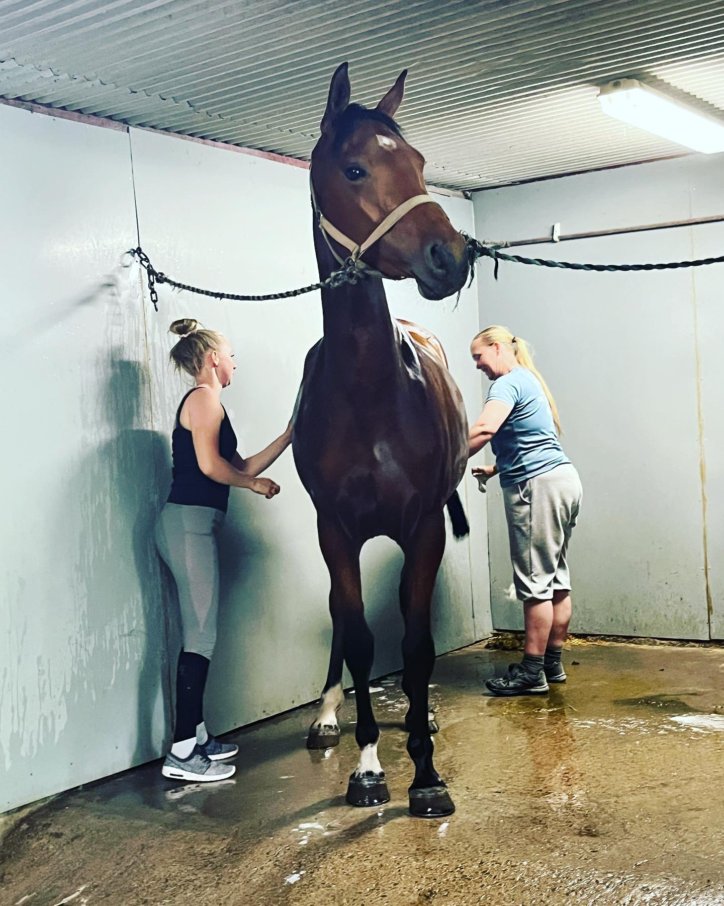 Fixad och fin in för unghästtest... - Future Equestrian