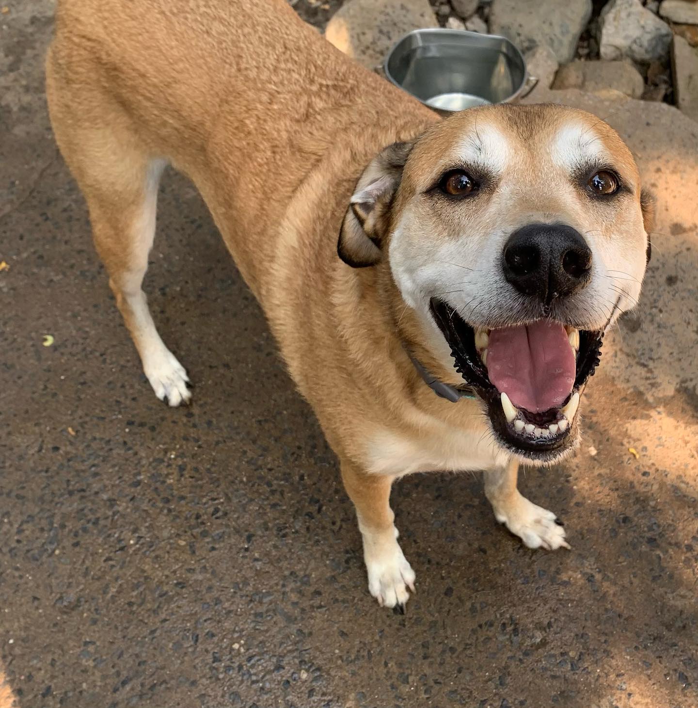 Meet our dog of the week, Rocky. He... - Mahogany Ridge Dogs