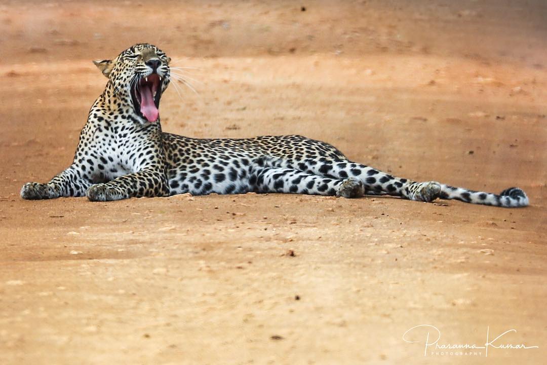 Prasanna - An Indian tiger safari guide had a theory for sightings ...