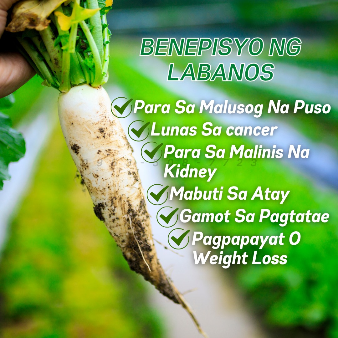 🤍BENEPISYO NG LABANOS🤍... - Vita OPC - Grapeseed Philippines