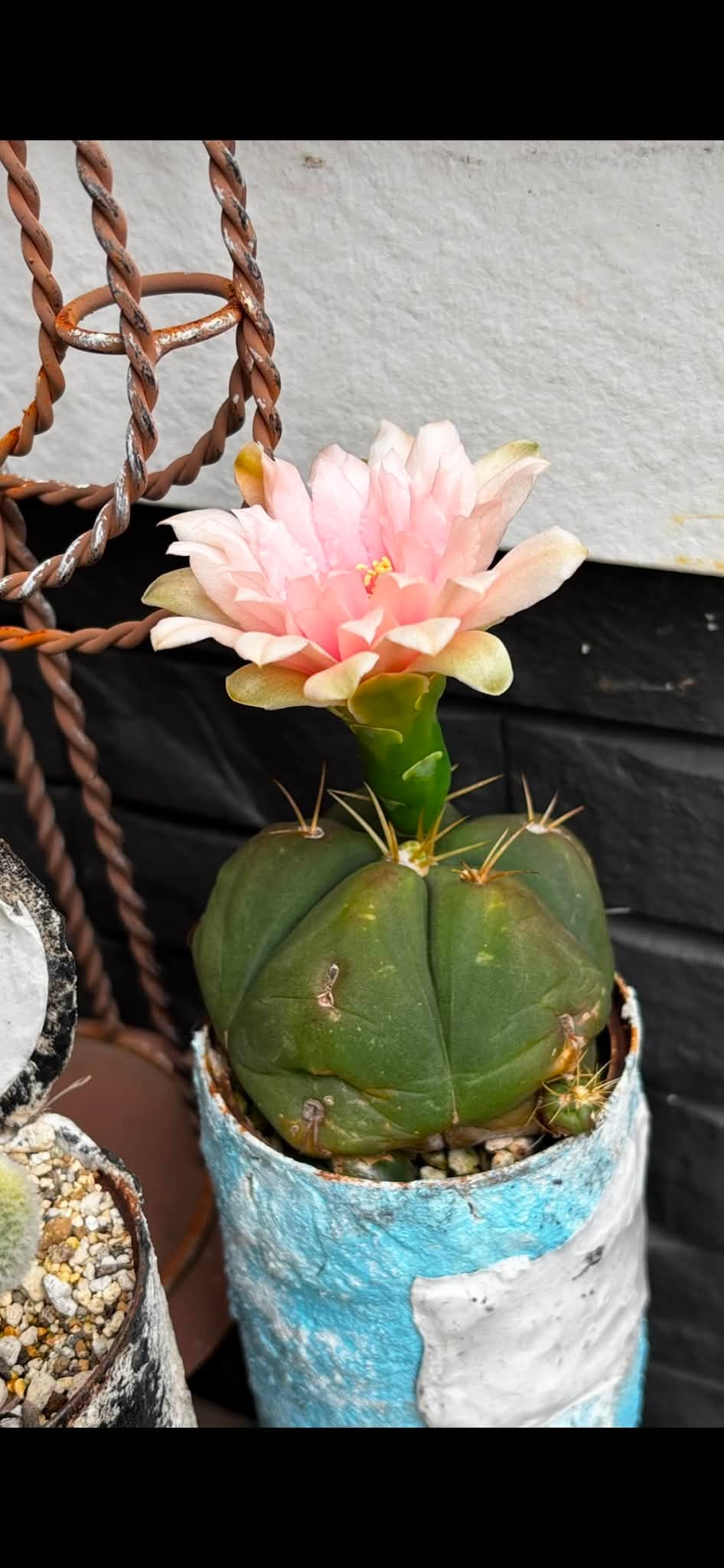 寄せ植えを作り直しました。 紅稚児の紅葉に期待してます。