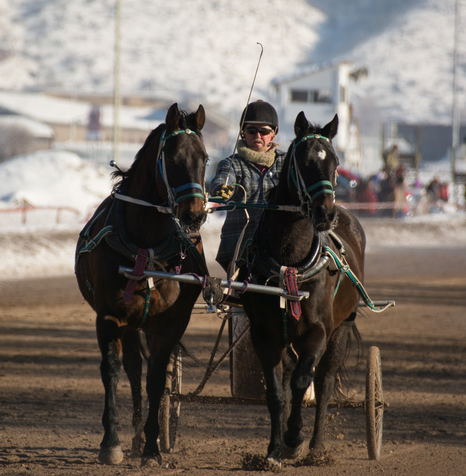 Our sixth... - All American Cutter/Chariot Races - Afton, WY | Facebook