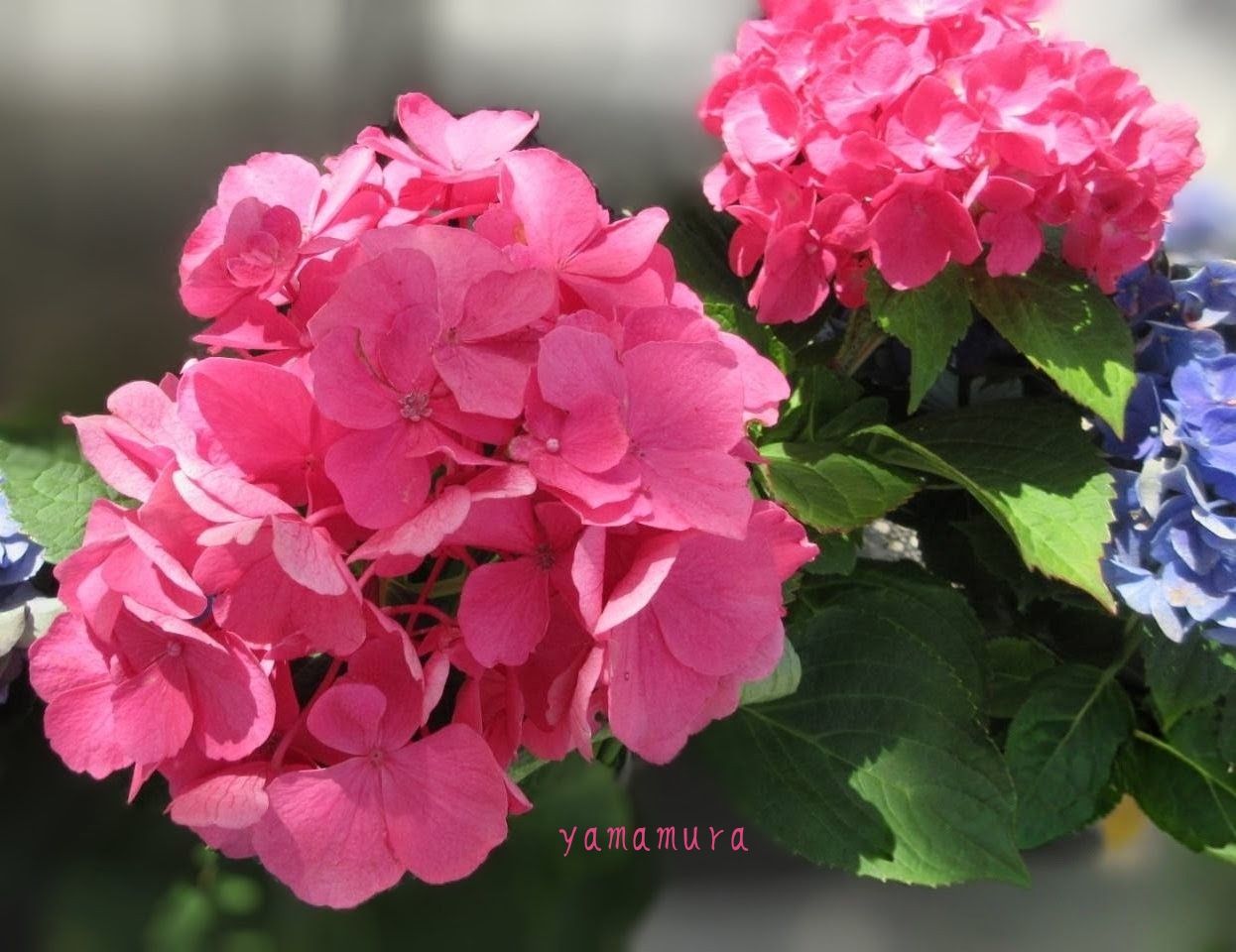 紫陽花