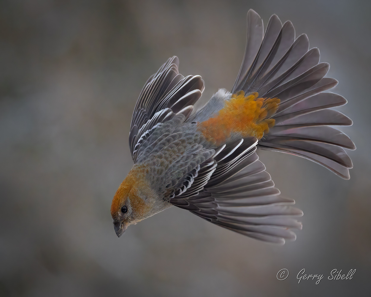 Female pine grosbeak in Hibbing, MN