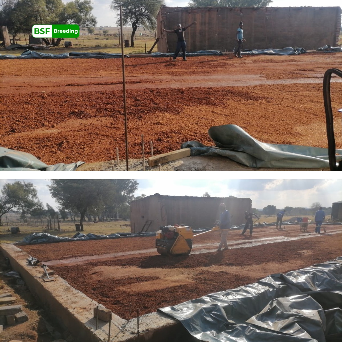 BSF Breeding - We are well over 6 weeks into our build of...
