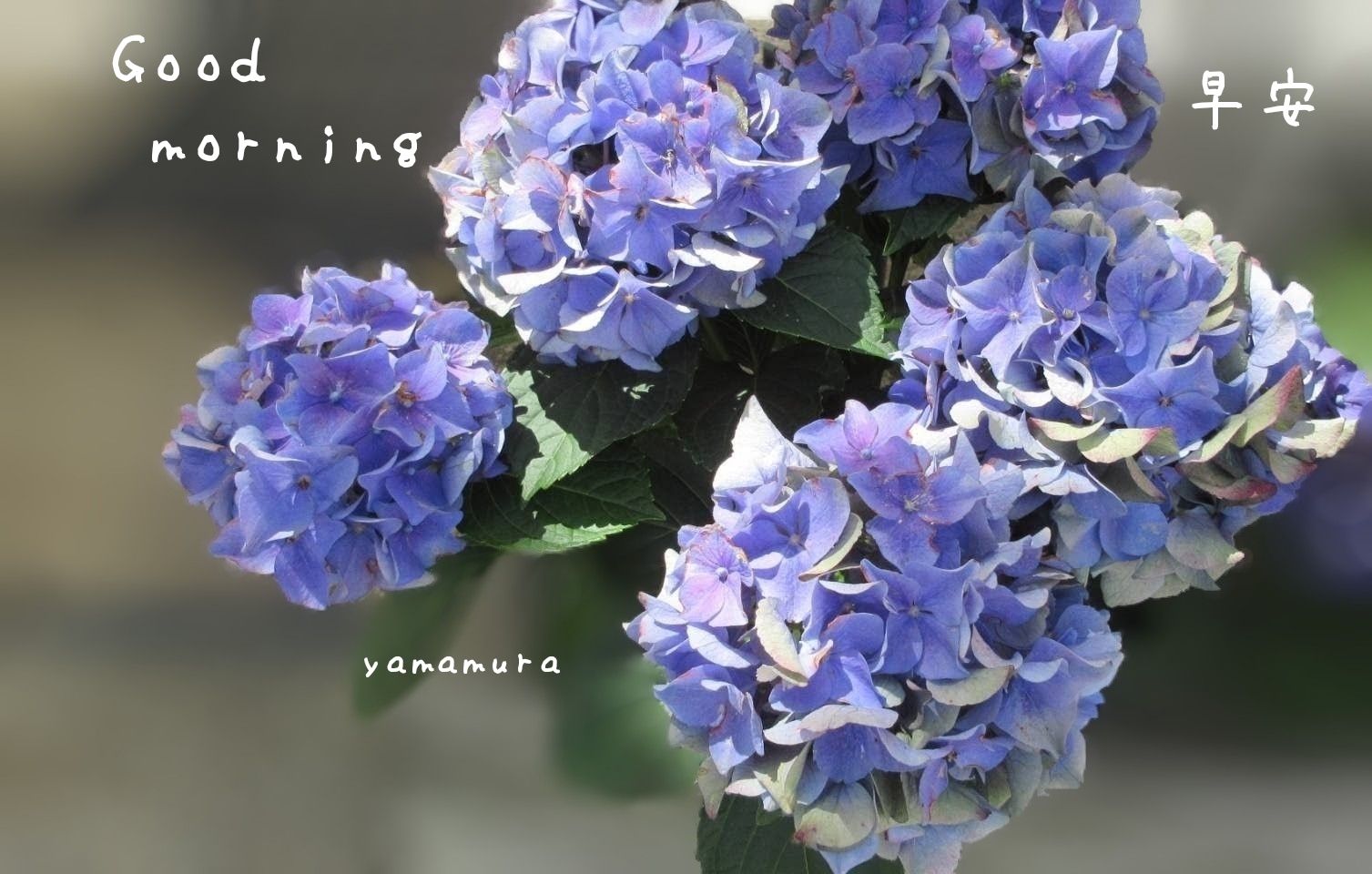 紫陽花お纏め 紫陽花