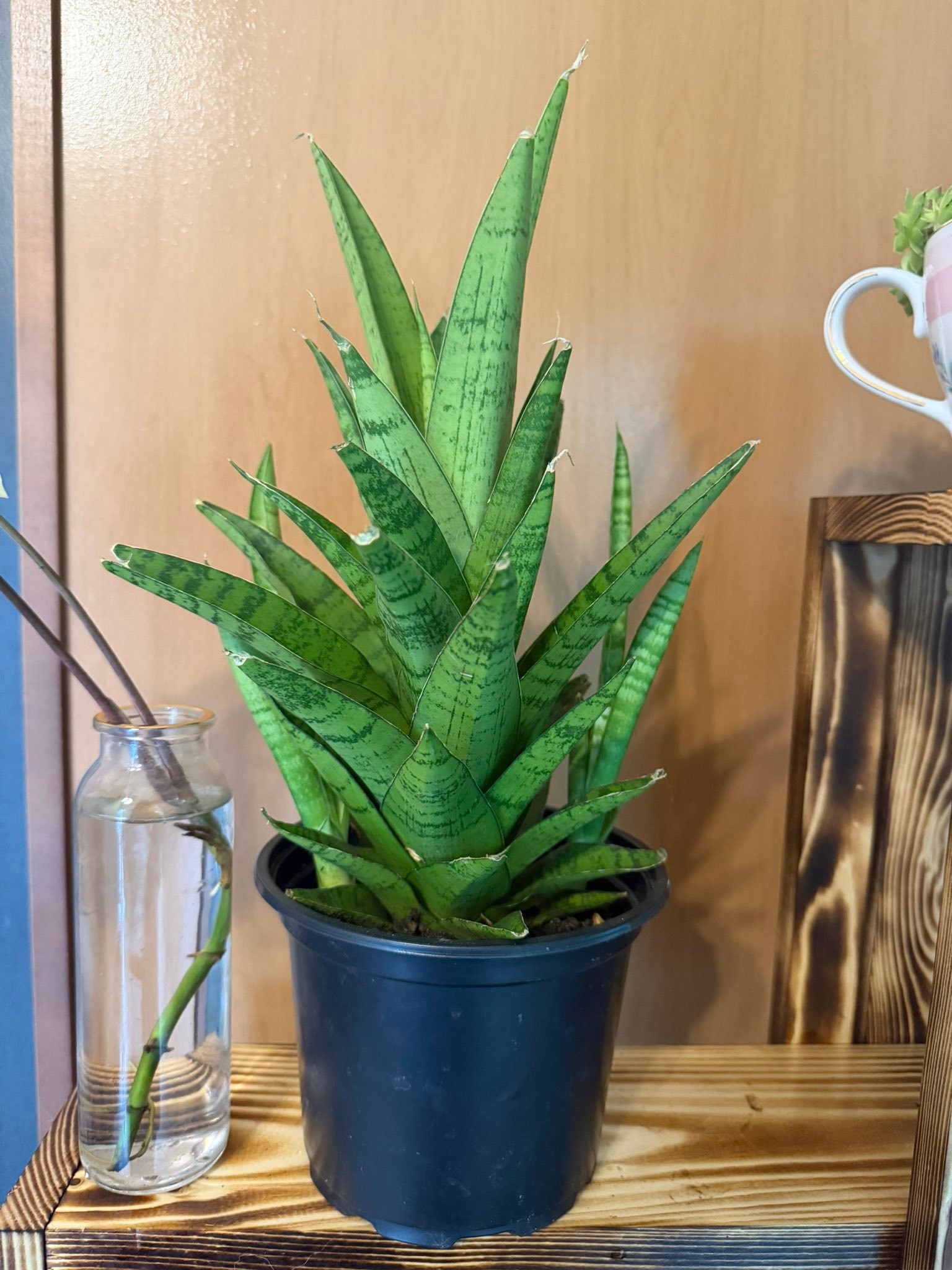 Sansevieria fischeri variegated - All pictures are of the actual