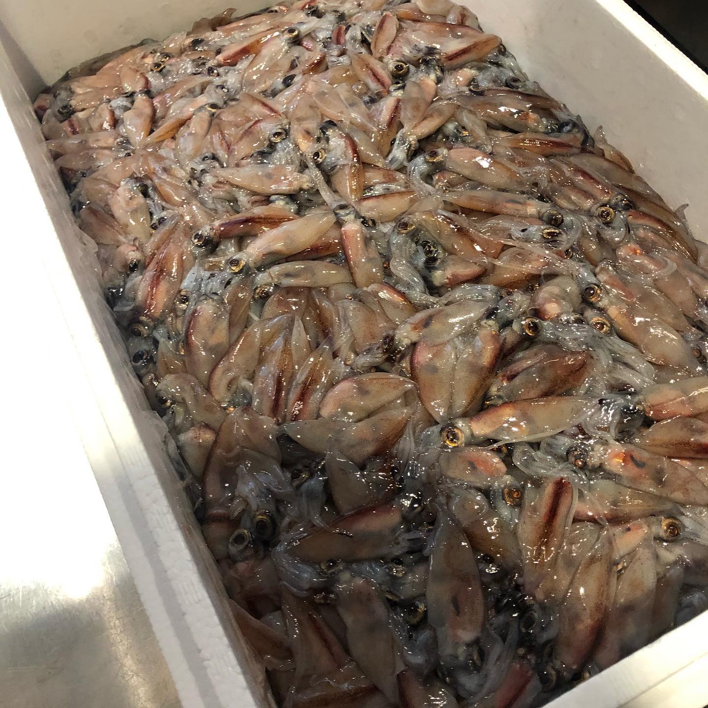 炭火焼イタリアンとワインバー ボスコリサイア 今年もきたー 9キローーーーー ボスコリサイア 泉大津 泉州沖 熟成肉 地物野菜 とれたて イタリア料理 イタリアン 南大阪 地産地消 鳥取かろ港 から 生ホタルイカ ９キロ アヒージョ仕立てにします でも
