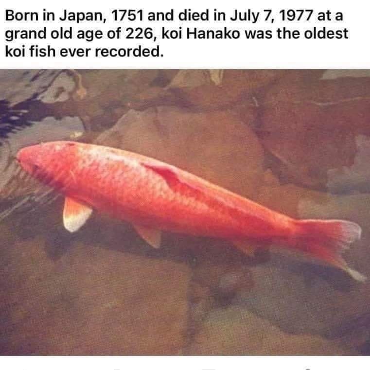 Japan Moments - “Hanako” was the Oldest Koi fish recorded 🇯🇵🐟