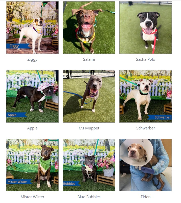 Dog Lovers! Where are you????? Urgent saves needed, please. ACCT