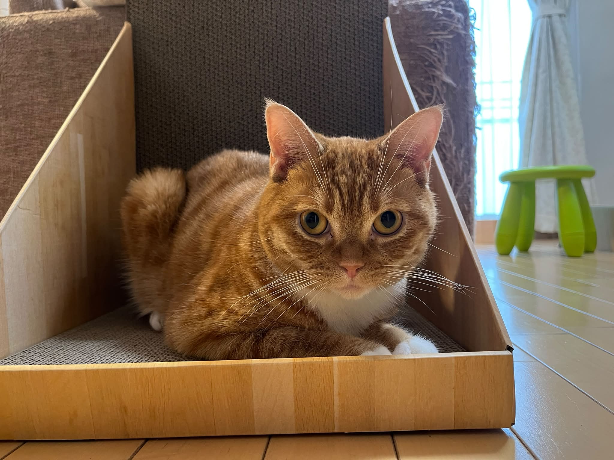 おはニャン。久々エアコン無し(=^x^=)