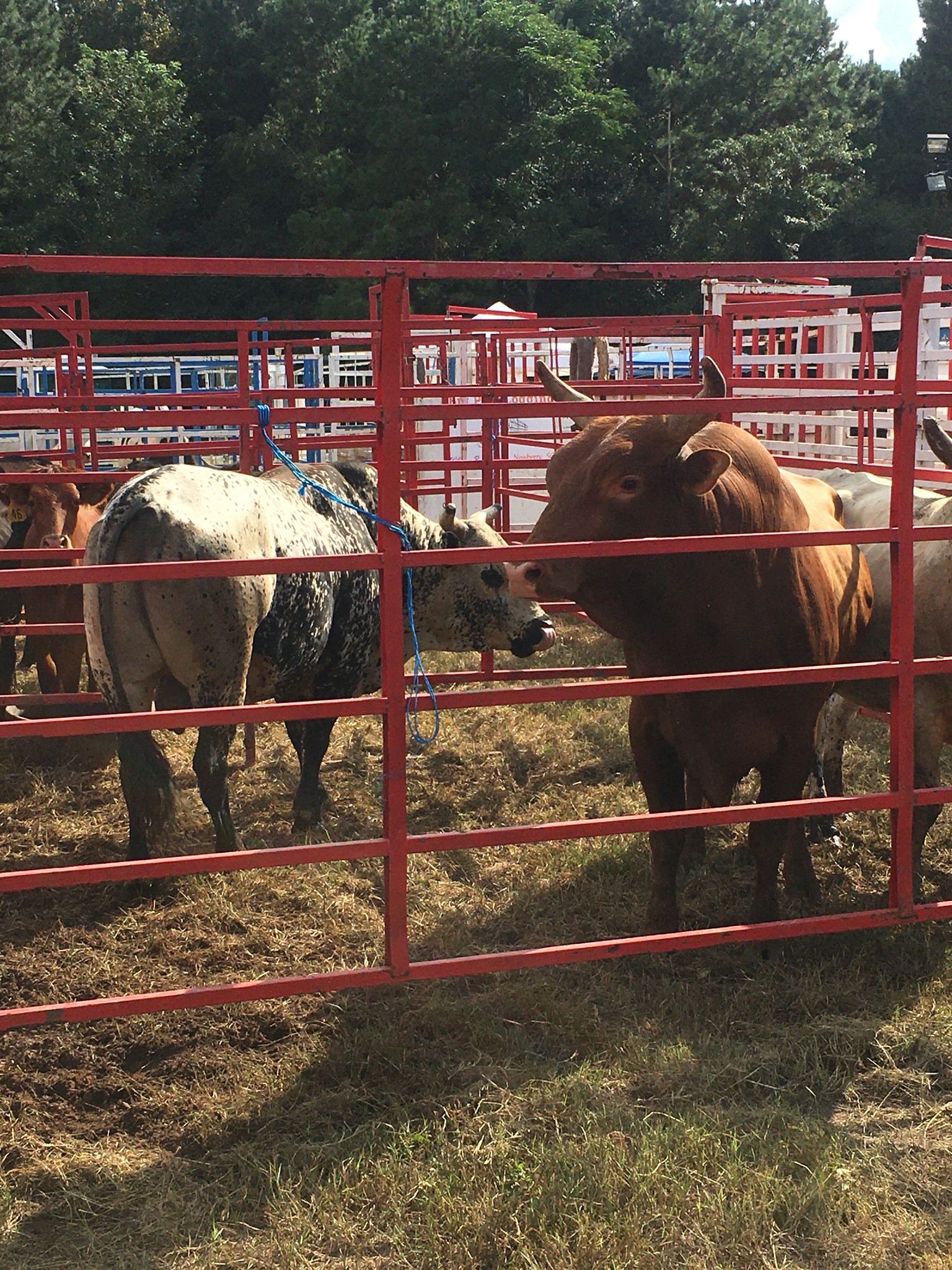 Newberry Ag Expo | Newberry SC