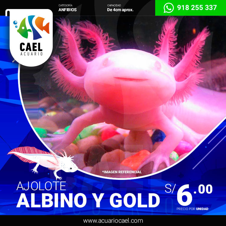 Cael - Acuario en Lima - 😻 AJOLOTES ALBINOS Y GOLD 😻 A sólo 6 soles ...