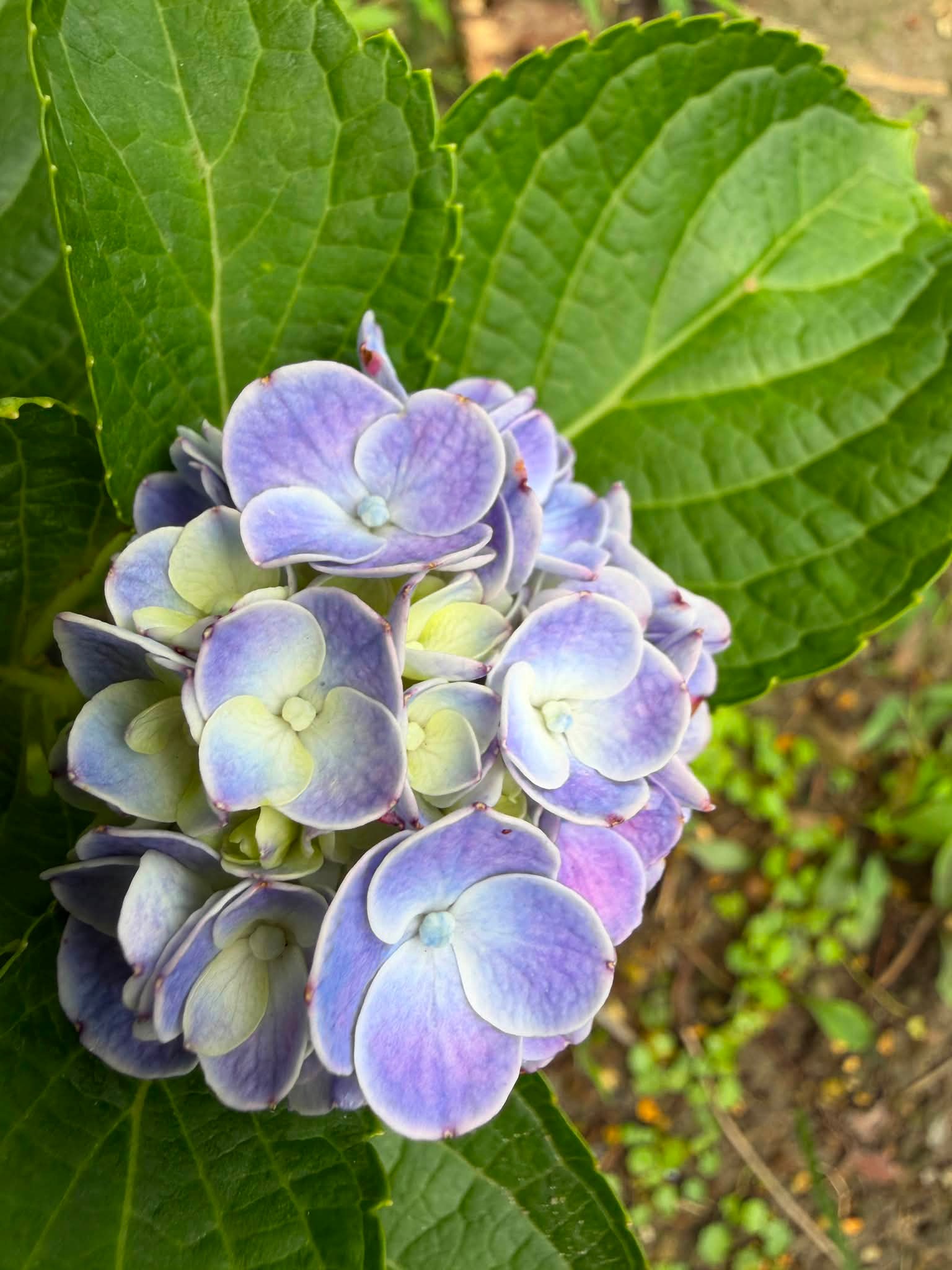 閃耀之星Hydrangea macrophylla 'Kirakiraboshi' 也稱作