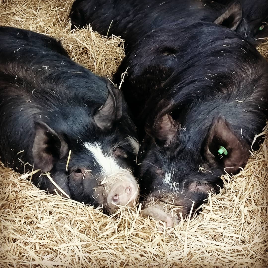 Maypole Pork - 🐽🐽 Sisterly love ️ 🐽🐽 #berkshirepigs...