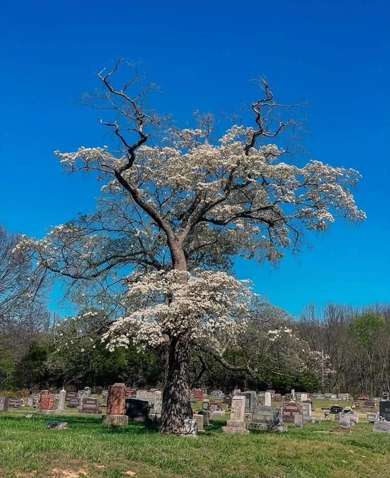 Tallest and oldest dogwood tree in Union Church Cemetery