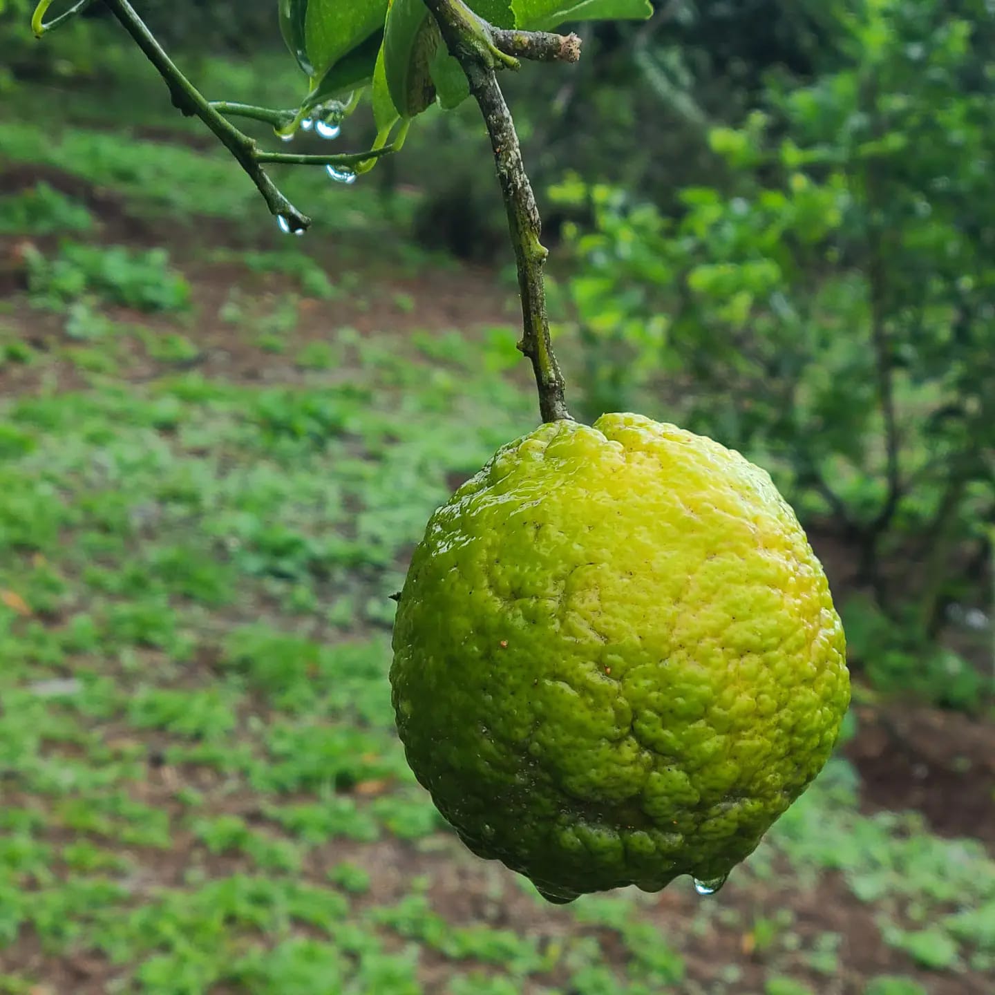 The Rs Farm - The rough lemon trees are lush this rainy...