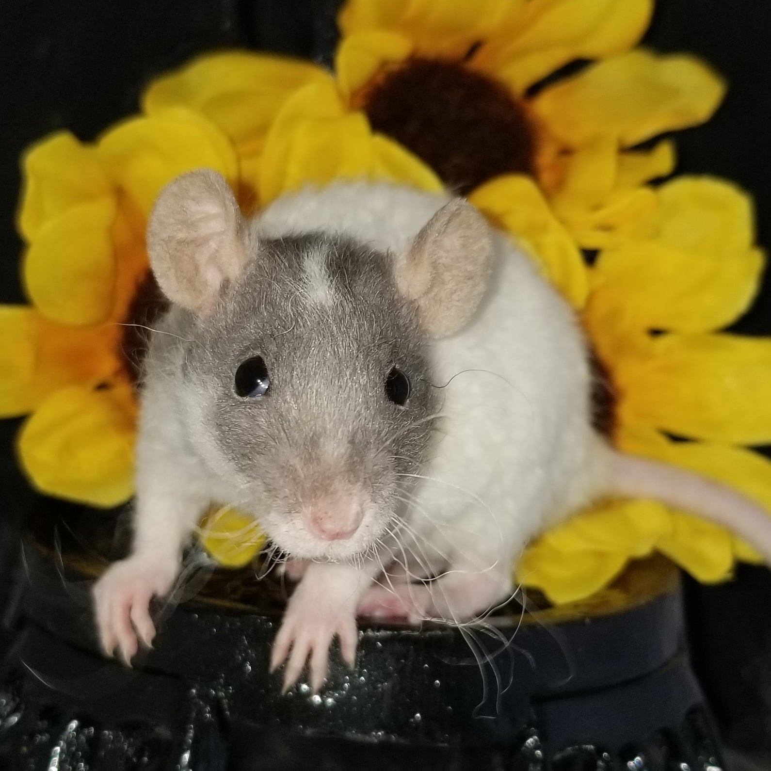 Mac Ratteryhome