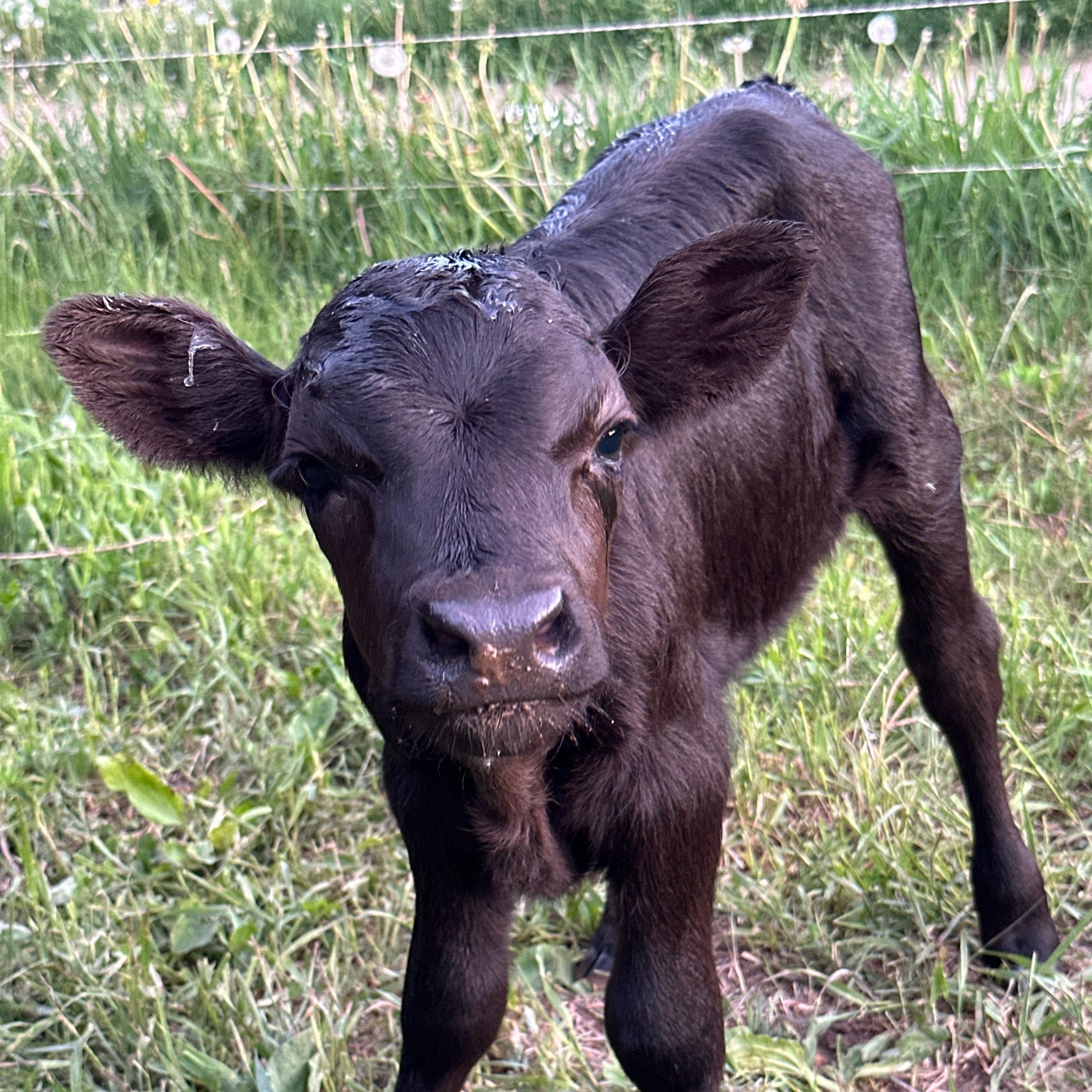 Agricultural Electric Fence Q & A | I have a bunch of these Gallagher ...