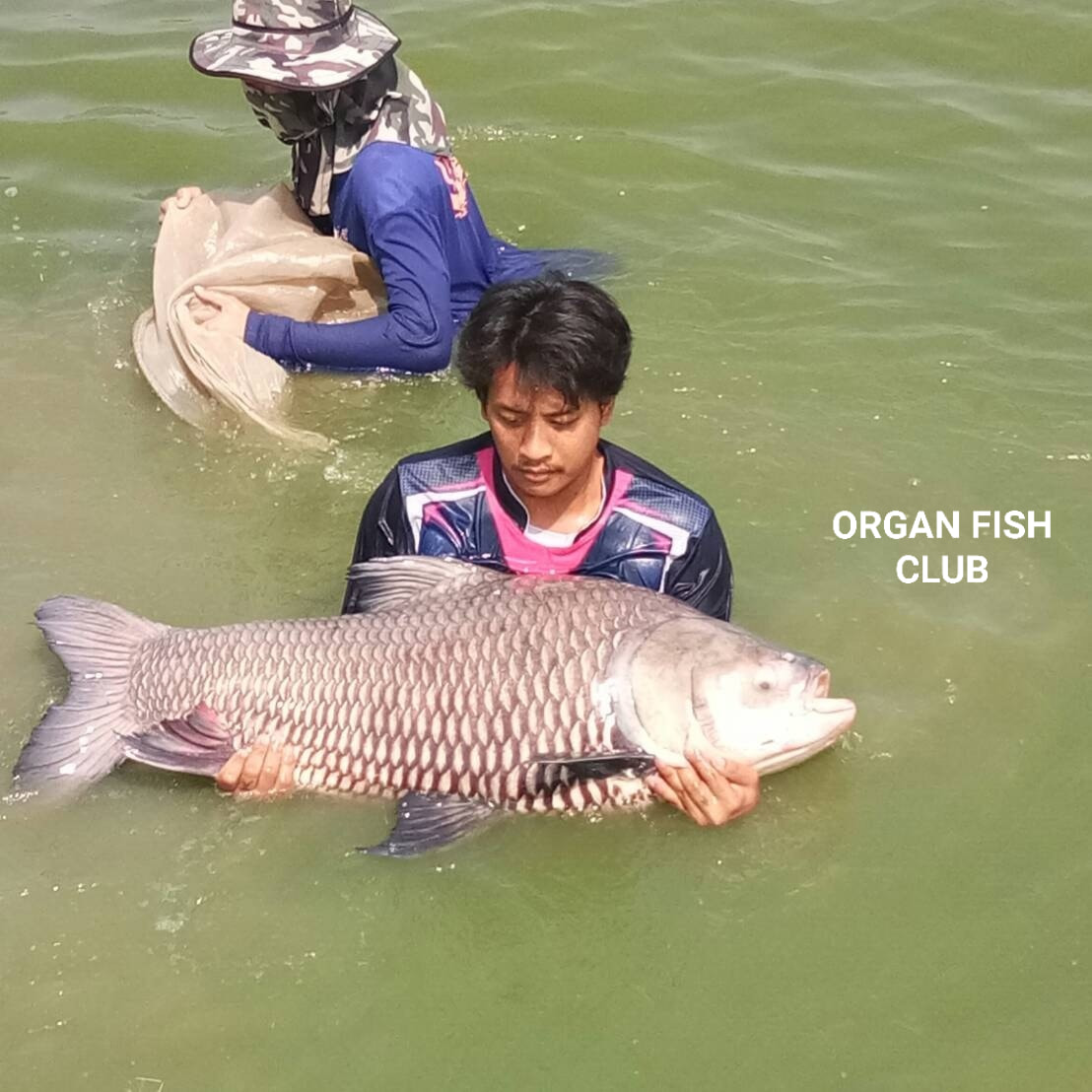 💓 Sale Big Fish TO Day New 💓... - Organ Fishปลาใหญ่ ปลาแปลก