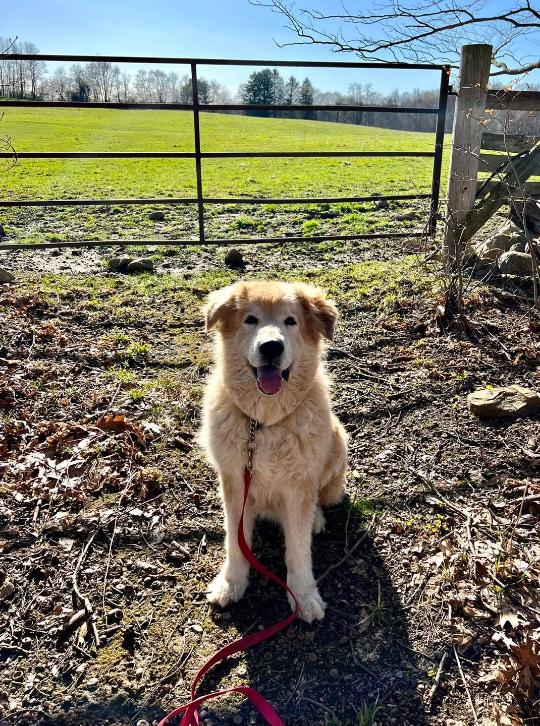 Dog House... - Dog House Adoptions/Pawsome Pups Persevere