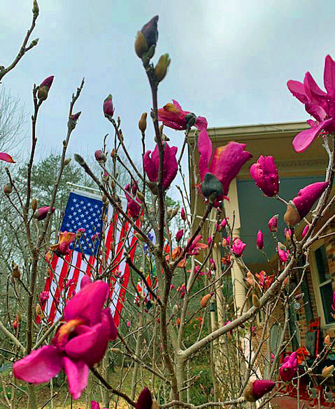 Japanese Magnolia Tree Care and Appreciation in Zone 9a