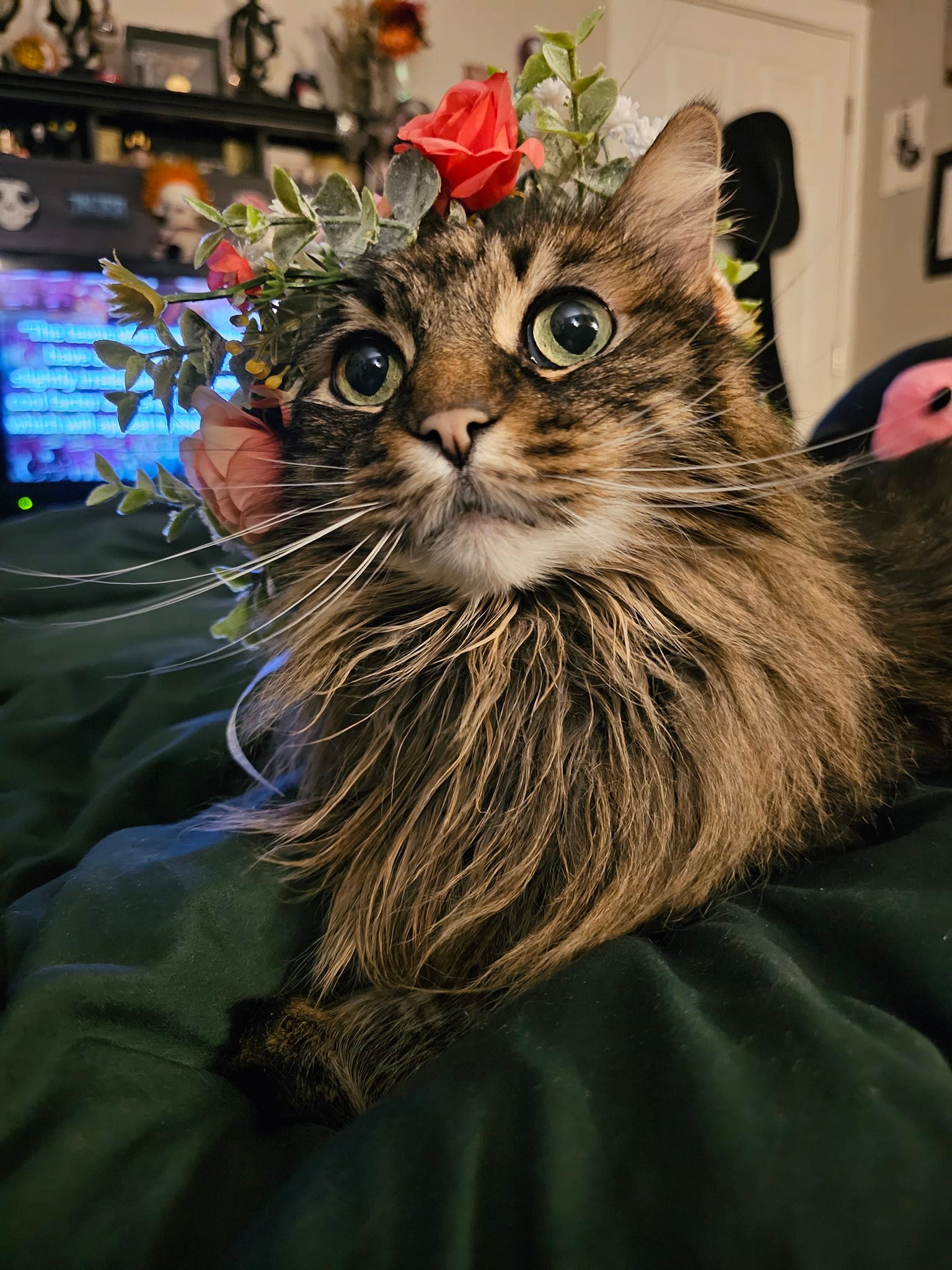 Loss of a Beloved Pet Cat Finn
