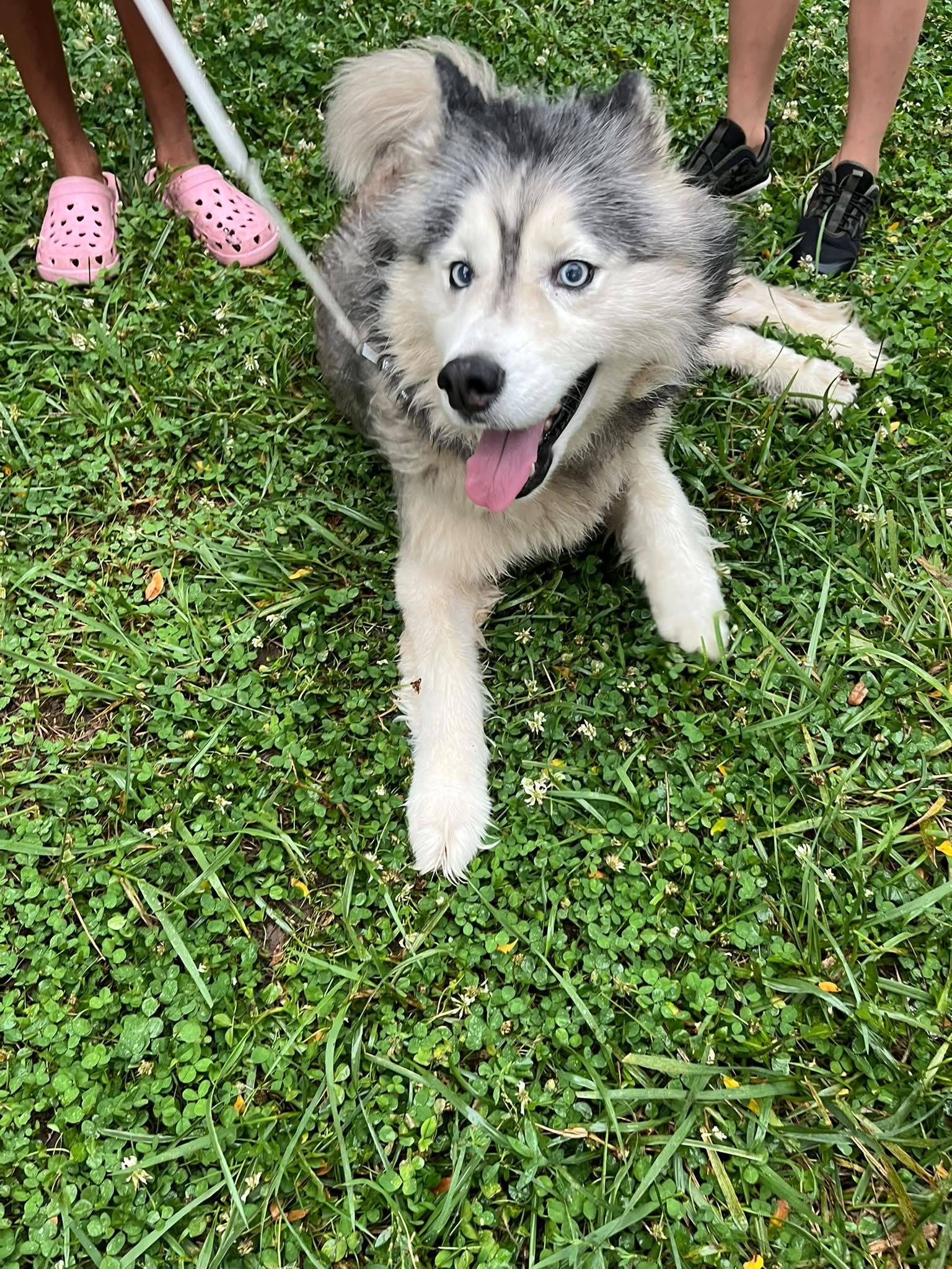 OWNER FOUND!!!! Anyone missing a husky? Near olive branch?