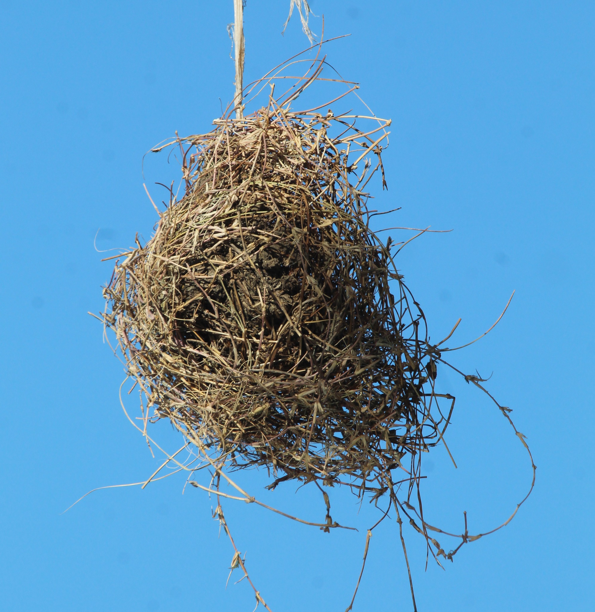 What type of bird nest is this in Maricopa, AZ?