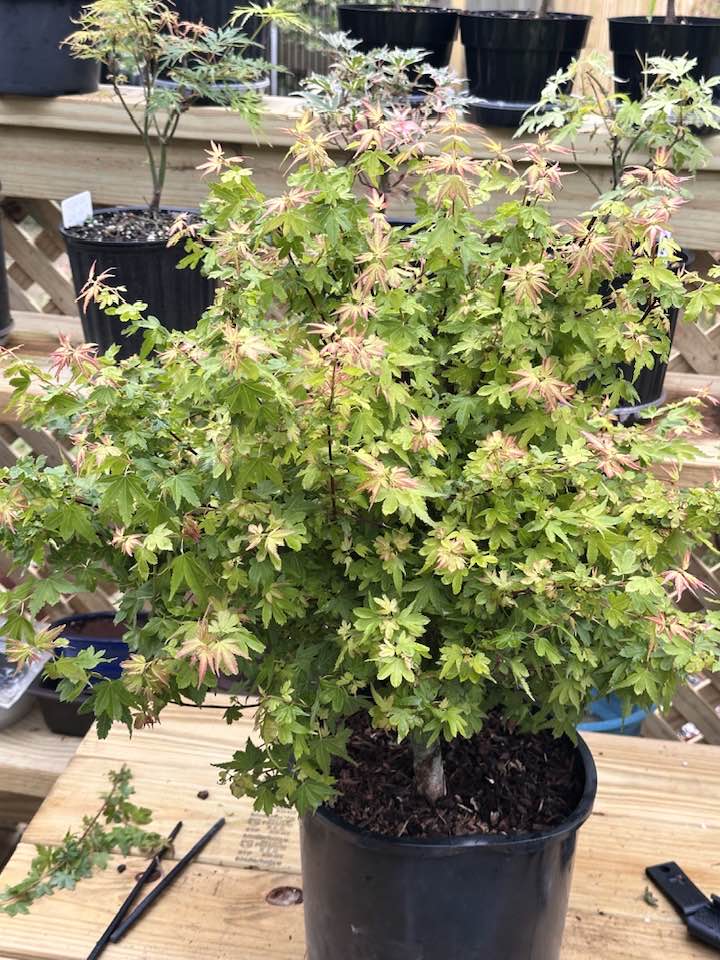 TOGETOGE PLANTS Koto maru 3 gal. Arrived yesterday. Quite unusual as leaves are