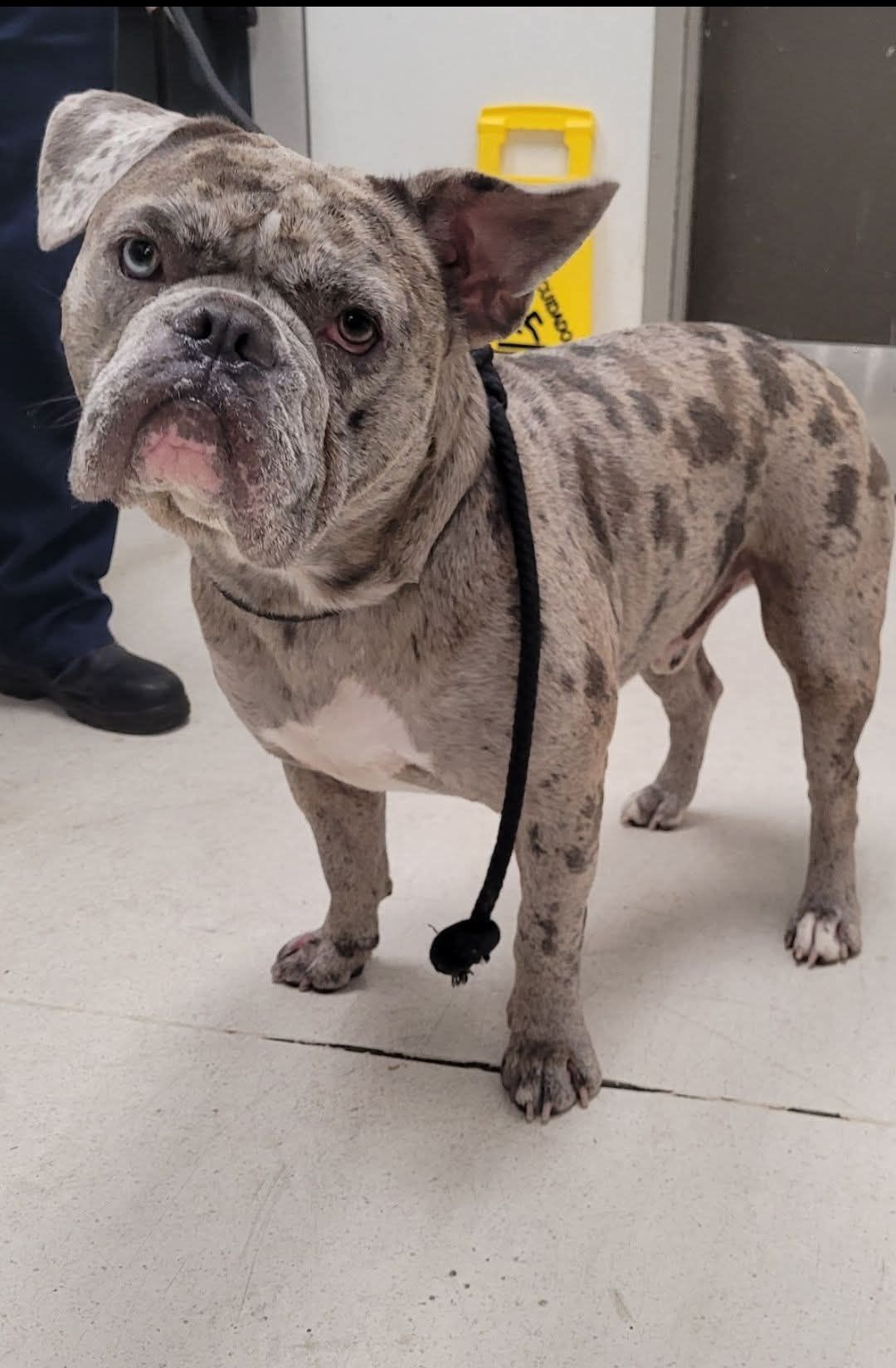 English Bulldog Brian needs urgent rescue at West Los Angeles Shelter