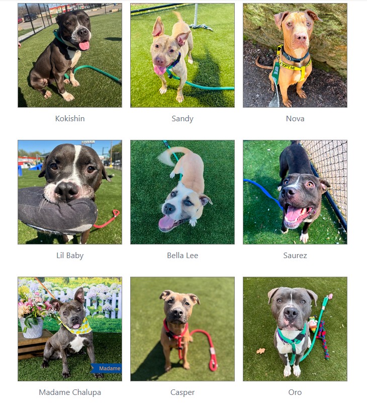 ストレス Dogs at risk of euthanasia at ACCT Philly shelter | Philadelphia, PA