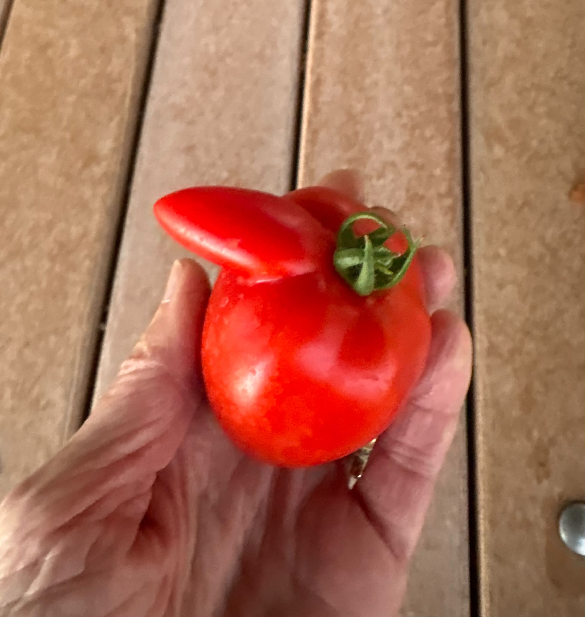 I picked this tomato yesterday. What's up with it? I'm almost