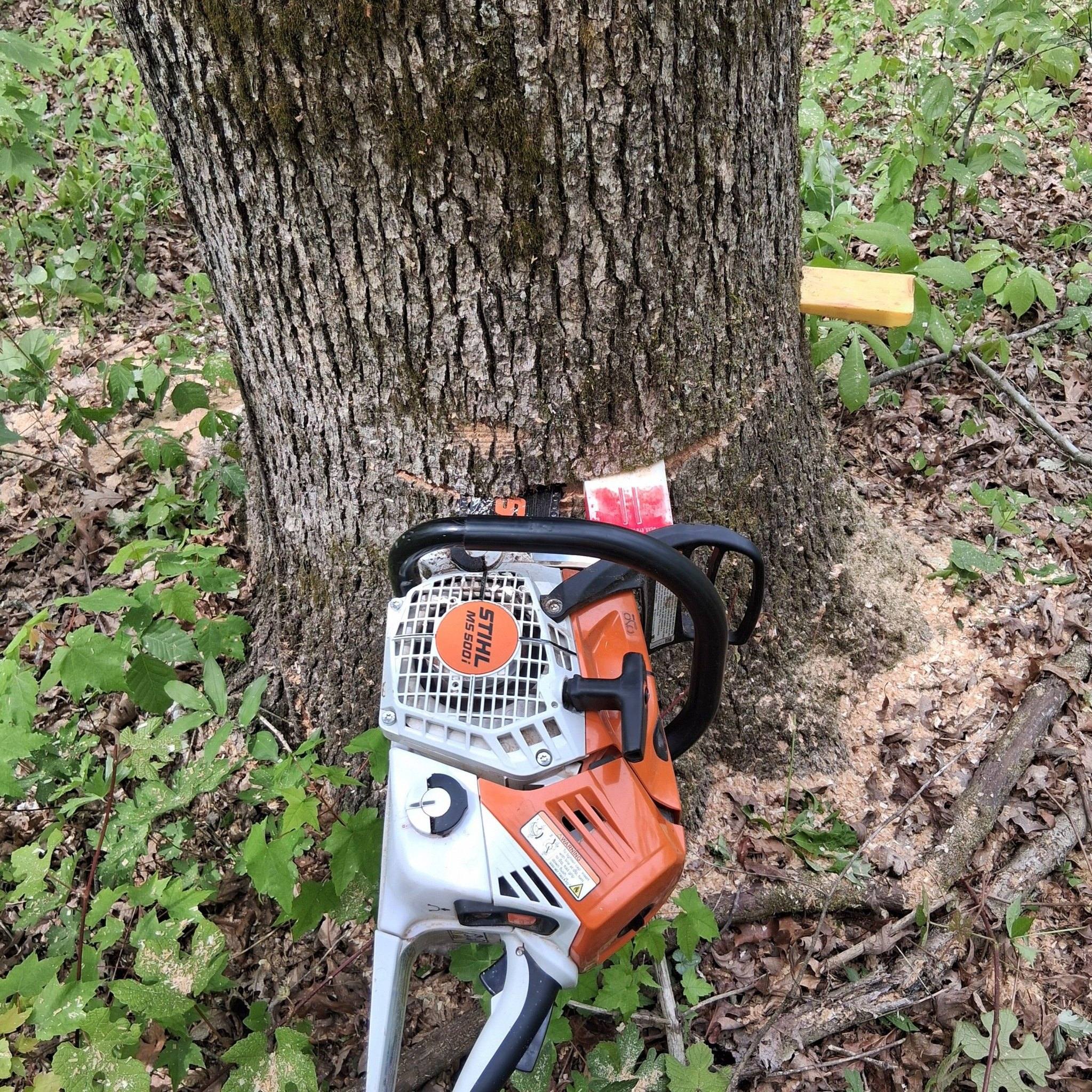 I usually make some elaborate post about I can cut any tree any where ...