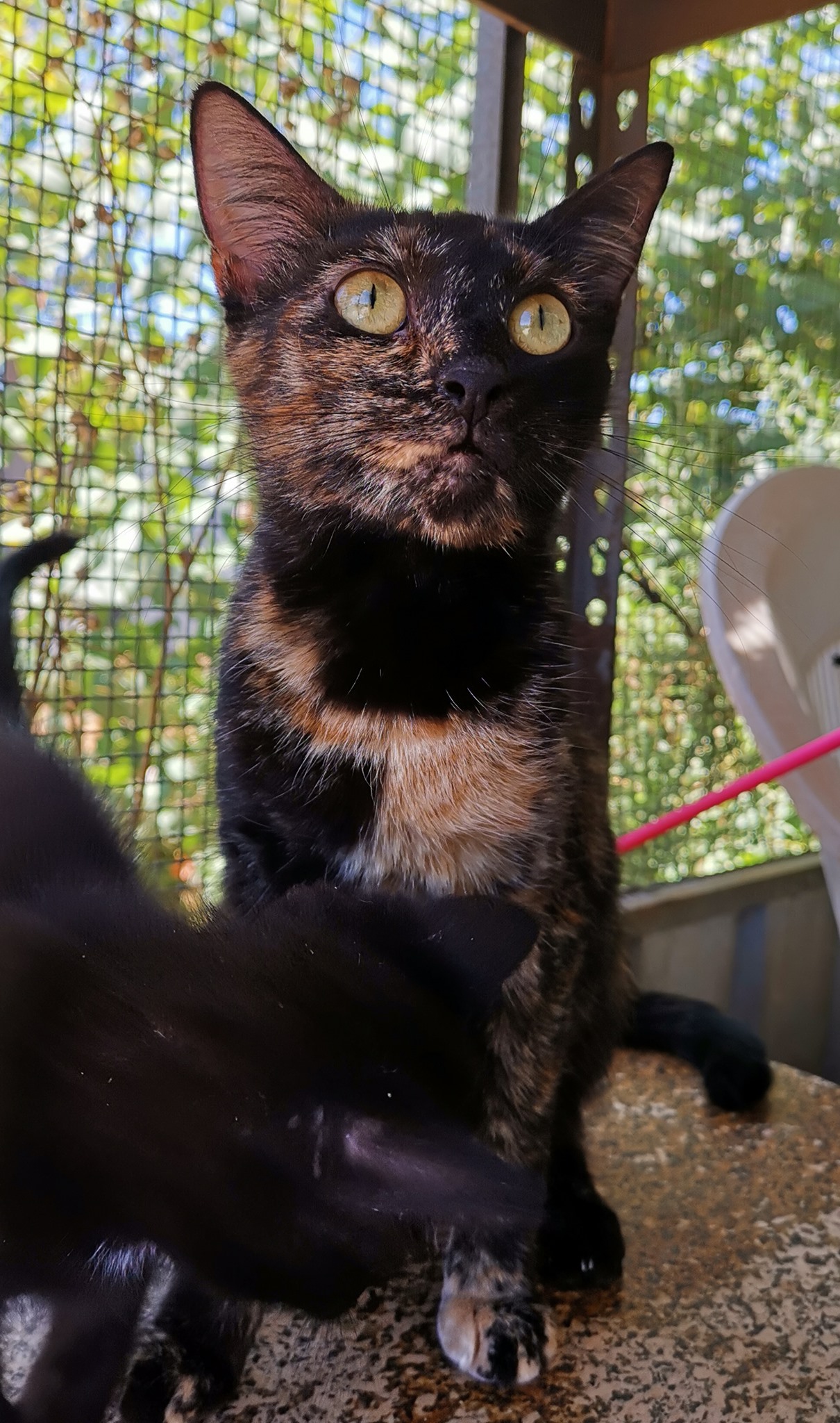 *EDIT*: Pumpkin has... - RSPCA Dubbo Adoptions & Foster Care