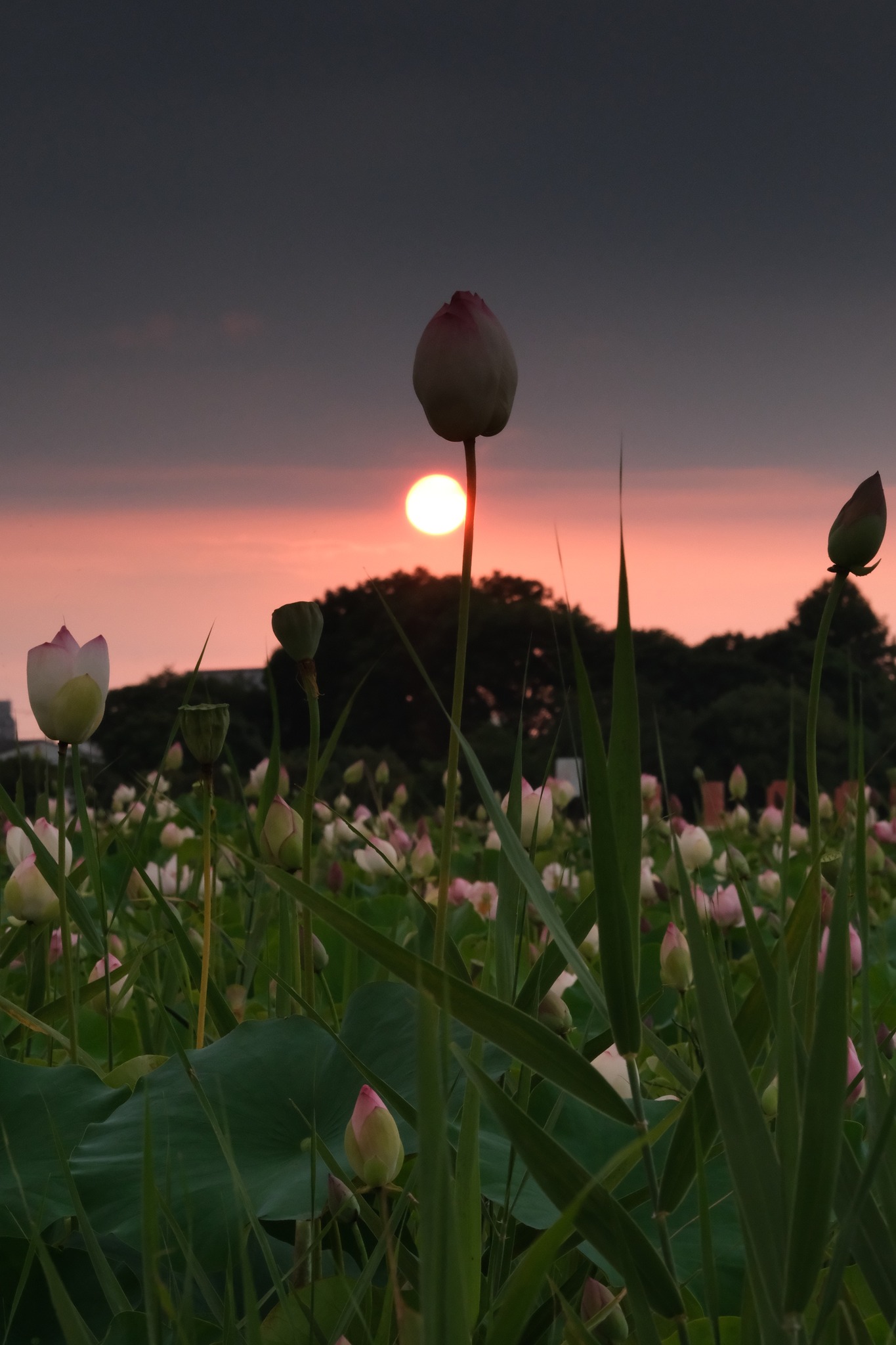 ハナハス畑に夕日が沈む 2026-8 X-T5 XF50-140