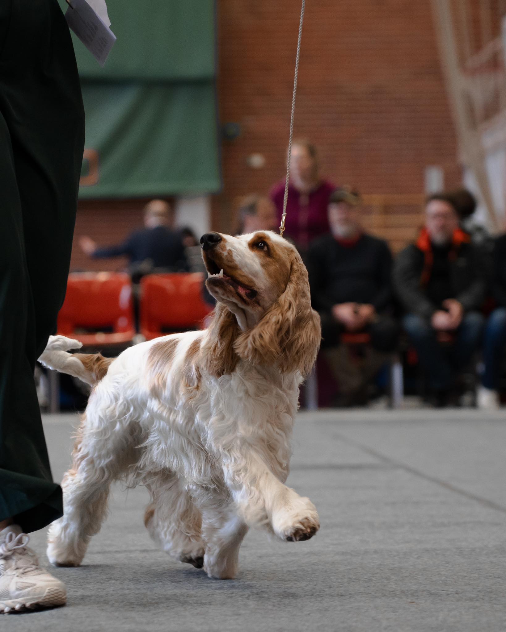 koiran-yttely-valokuvaus-dog-show-pics-facebook