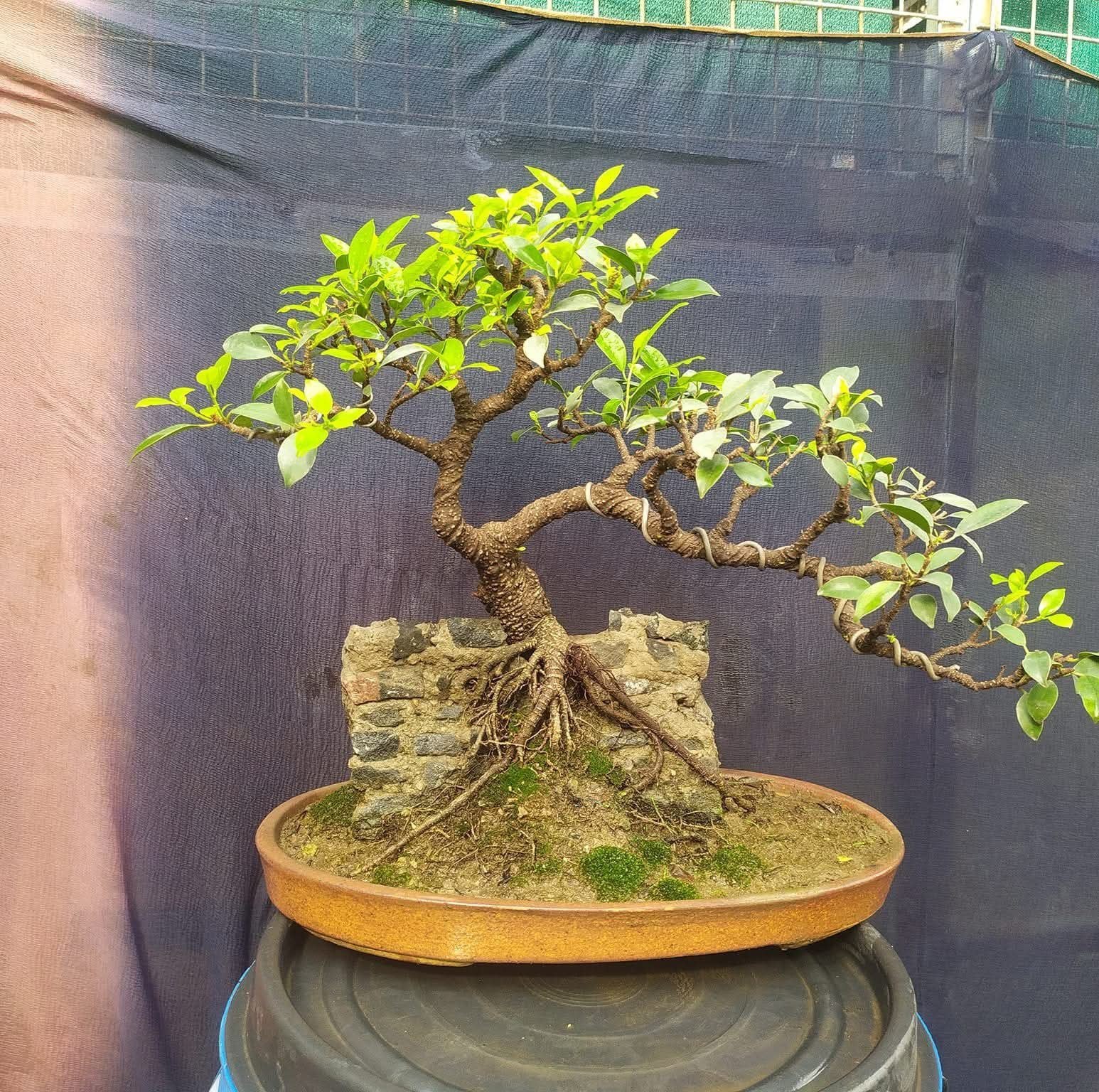 Under training Premna microphylla mame bonsai....5 inches height with ...
