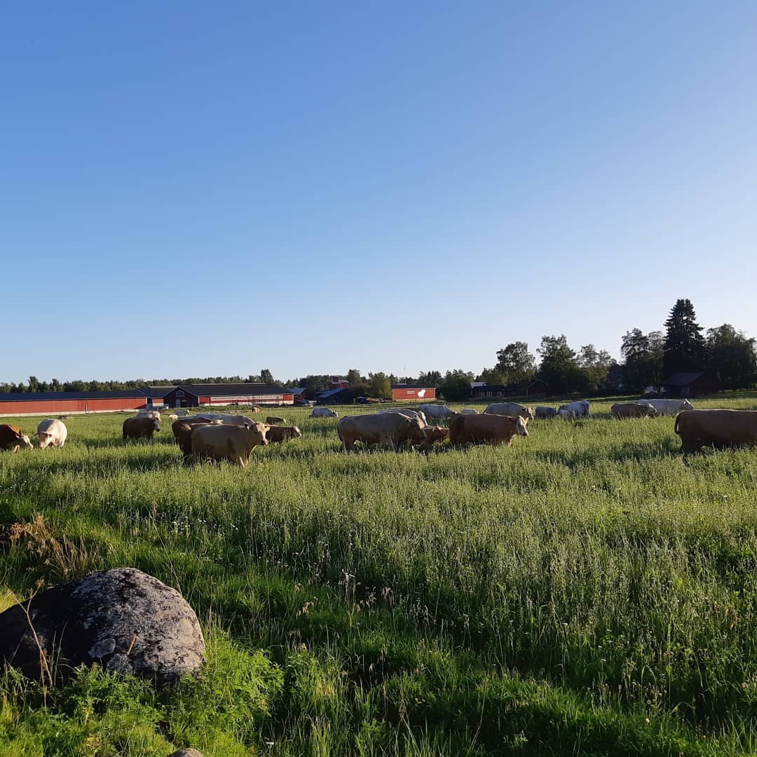 Ingves Ranch | Skaftung