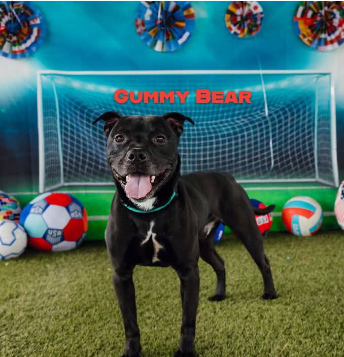 専用！　ベア Rescue gummy bear sweetie dog in Philadelphia, PA