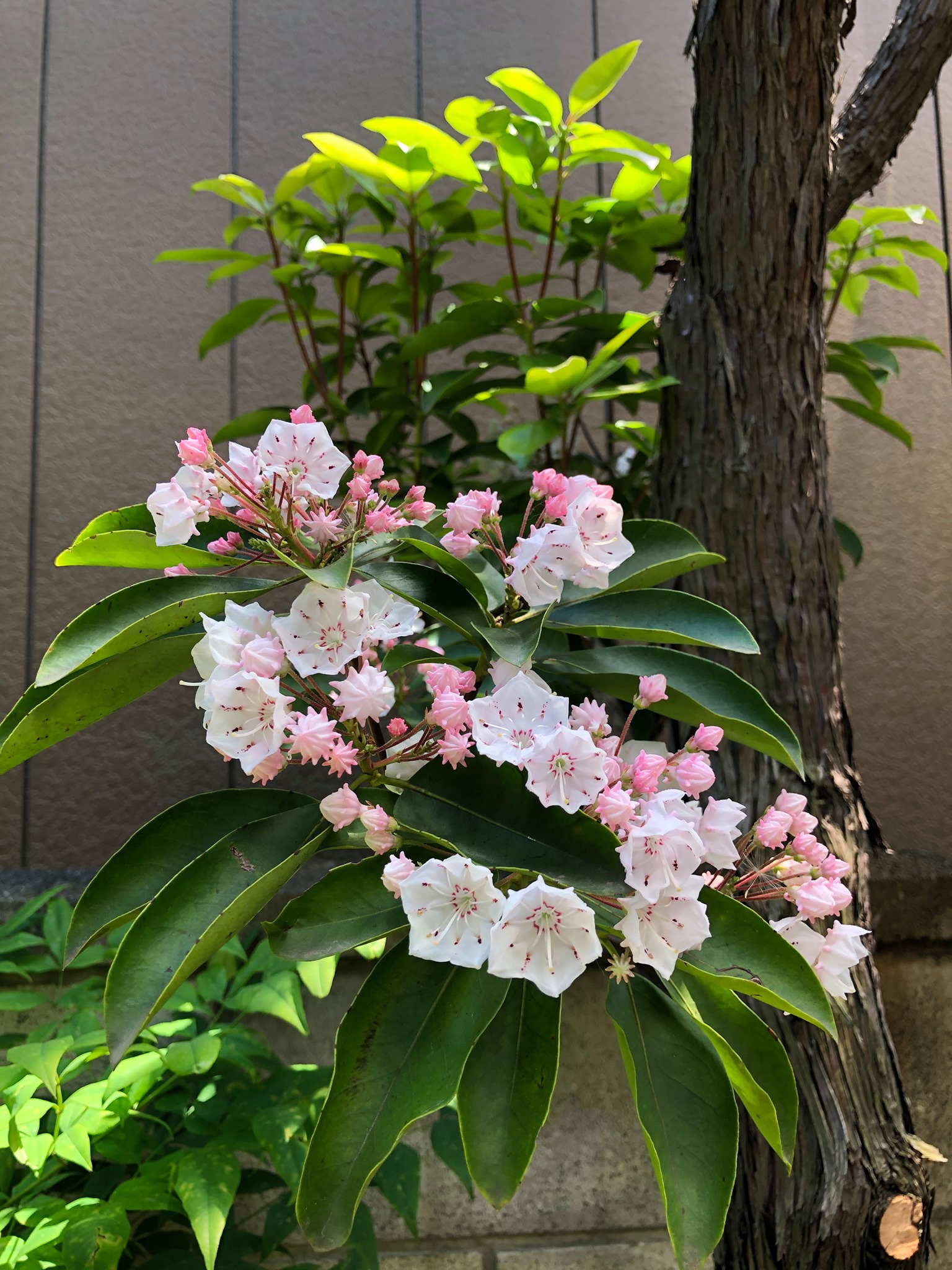 清正光別院 アメリカシャクナゲの花が咲き始めました Facebook
